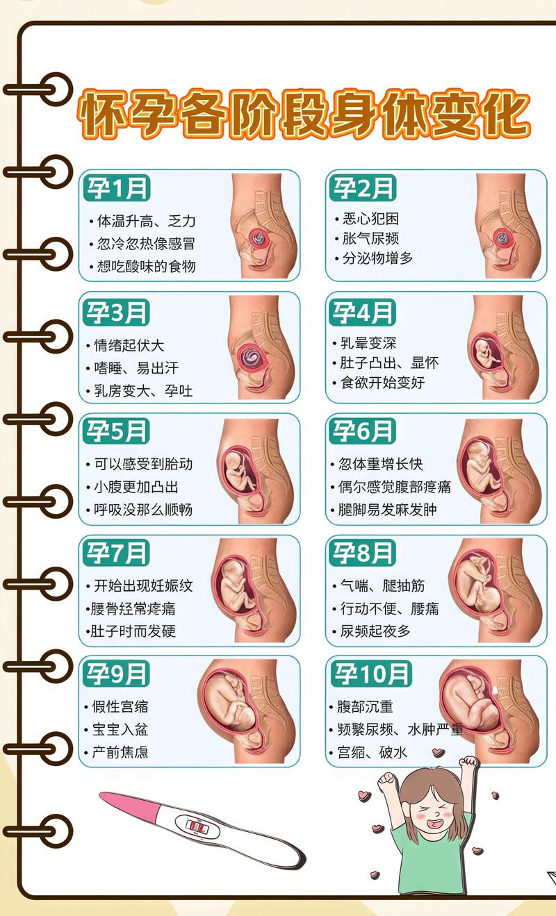 揭秘供卵代孕妈妈怀孕小腹分两节,孕期变化的奥秘璧山代生机构: